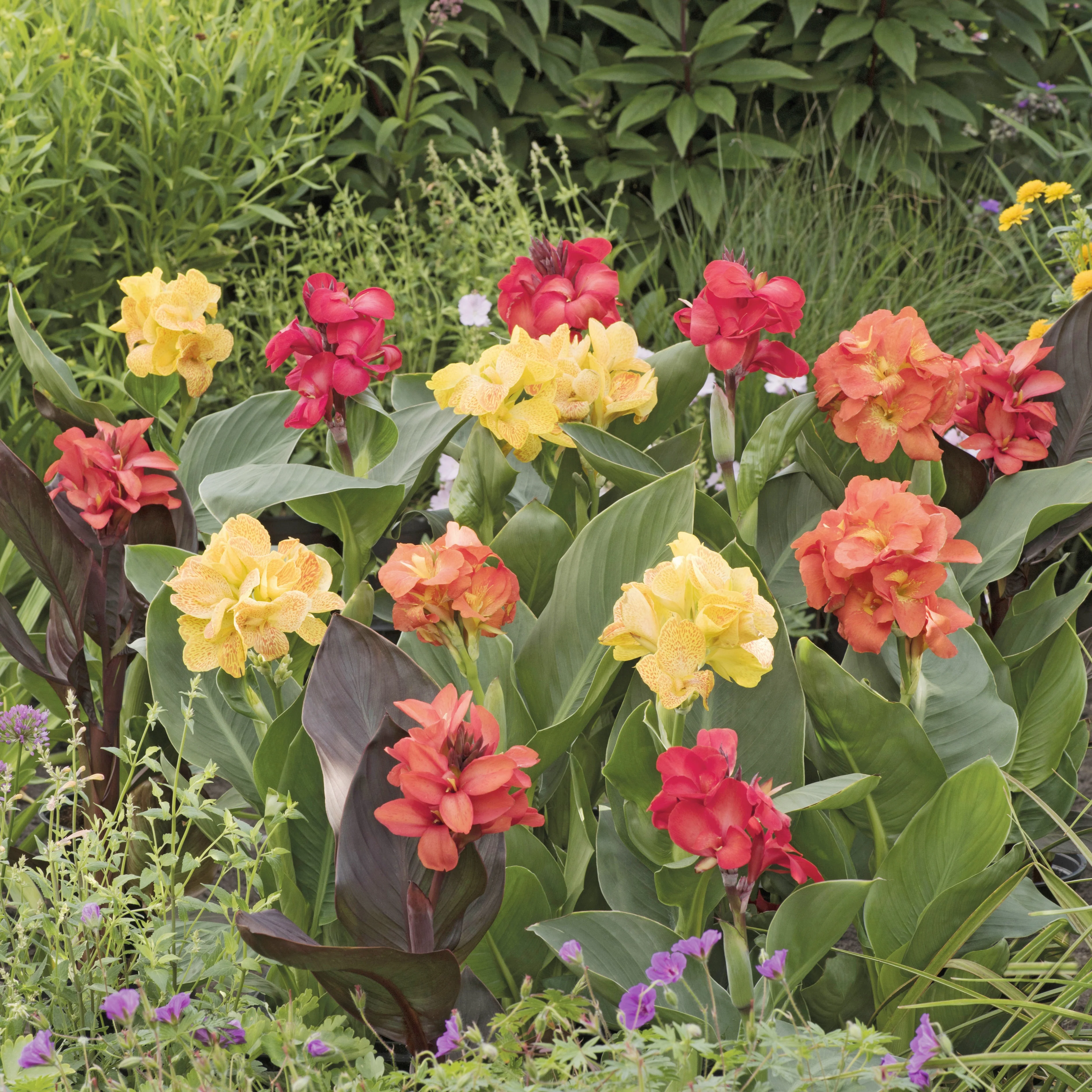 4 Cannas pour bordure en mélange - Image 2