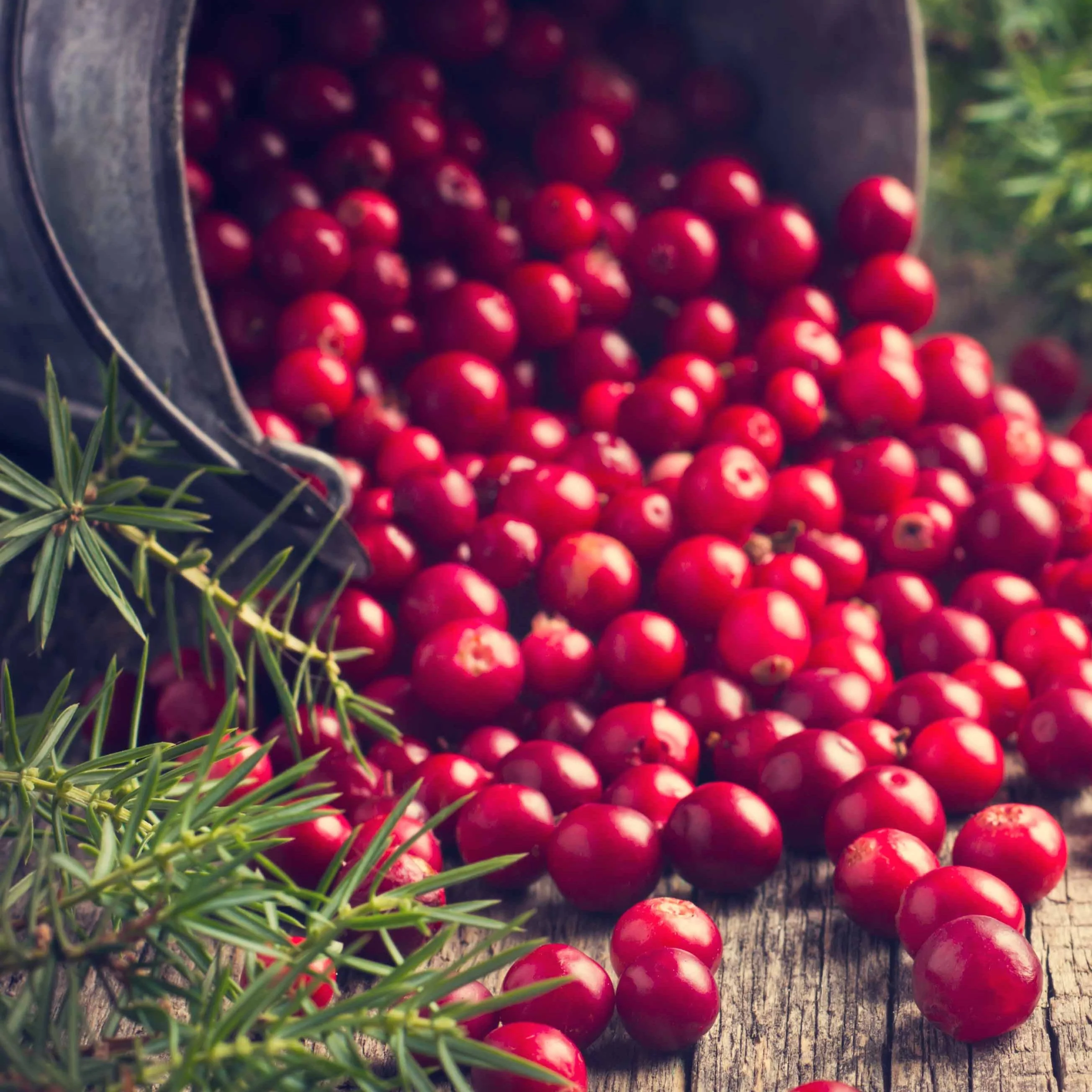 Canneberge - Cranberry - Image 3