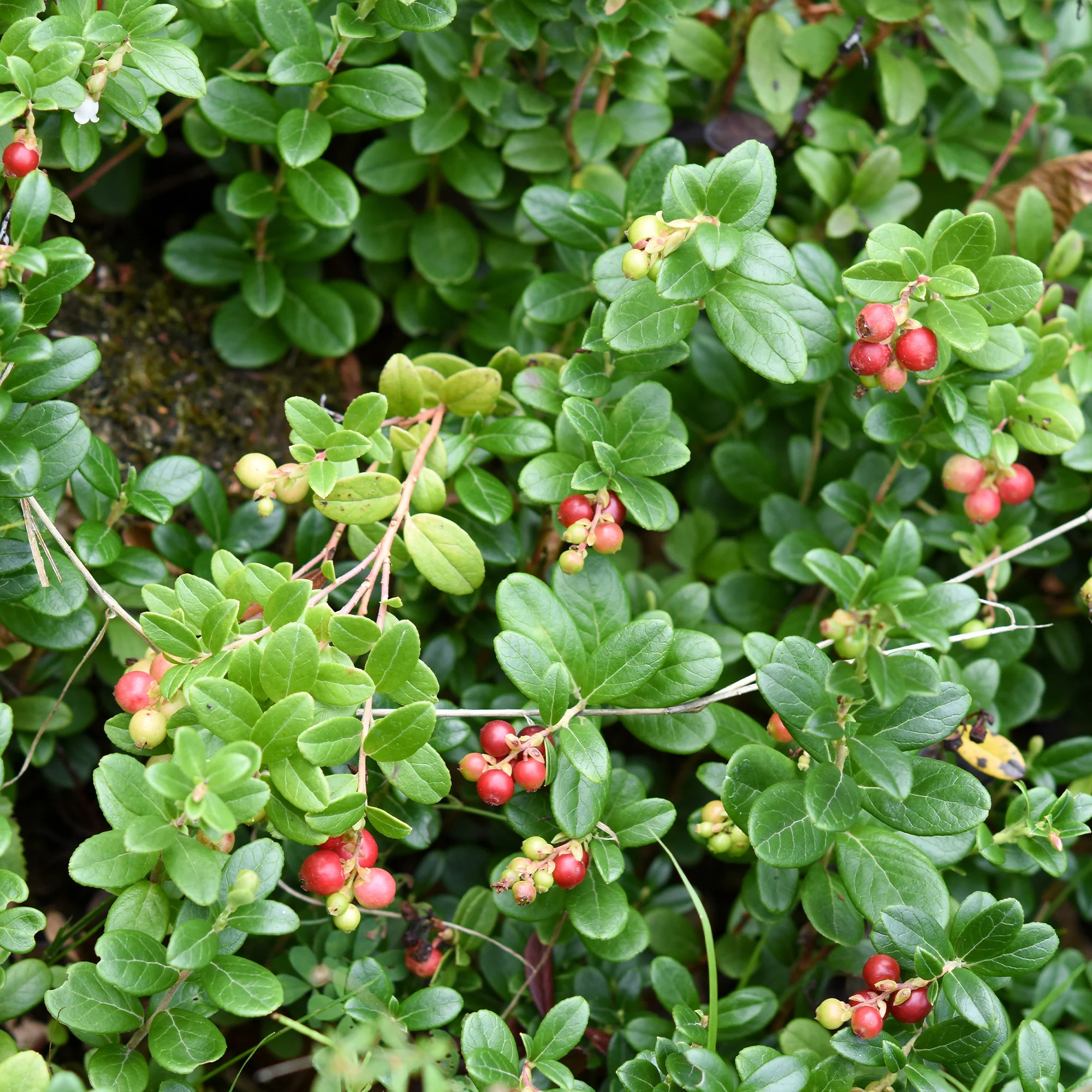 Canneberge - Cranberry - Image 5