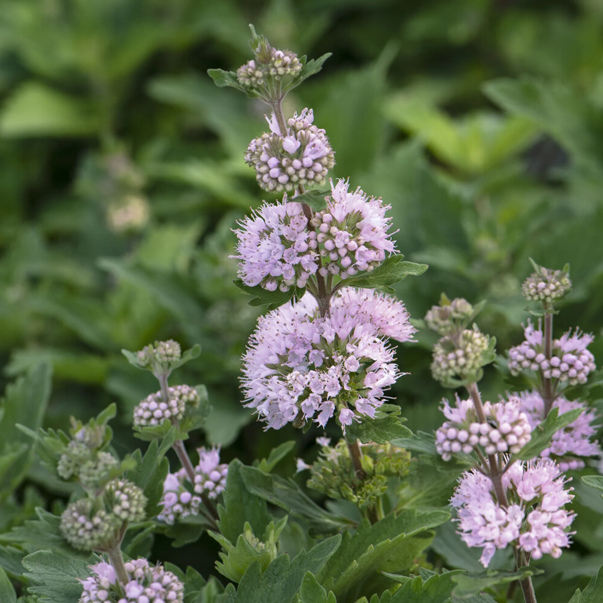 Caryopteris Stephi® Rose