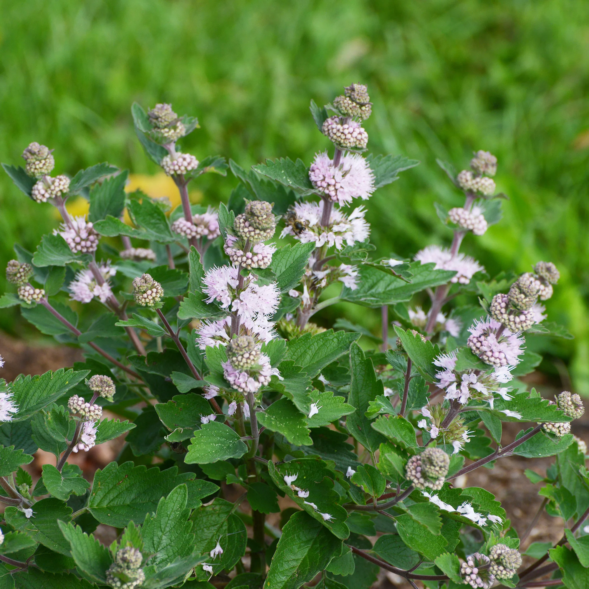 Caryopteris Stephi® Rose - Image 2
