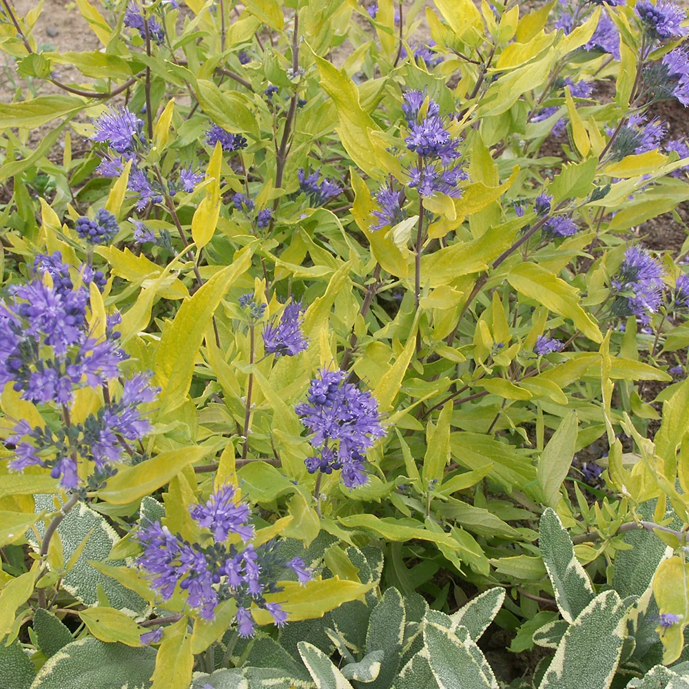 Caryopteris Worcester Gold - Image 2