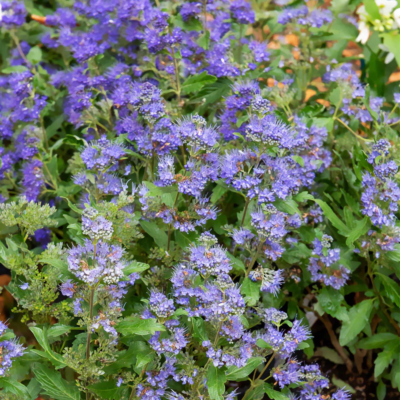 Caryopteris Grand Bleu® Inoveris - Image 2