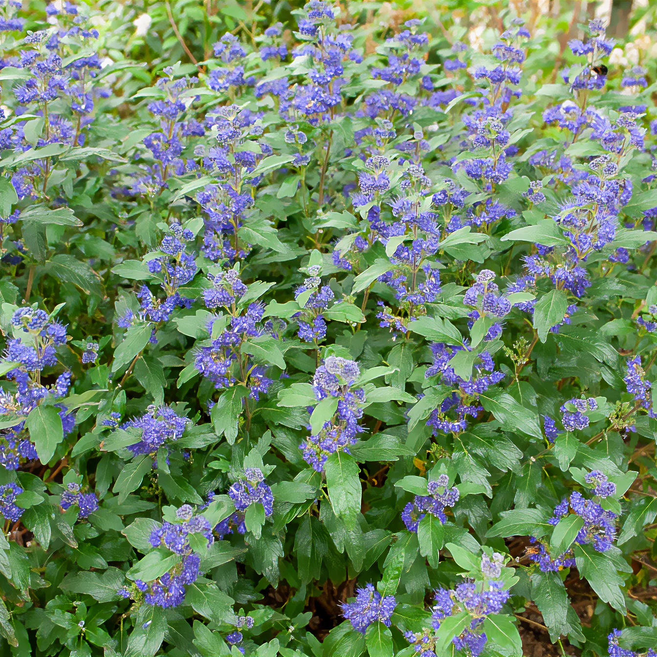 Caryopteris Grand Bleu® Inoveris - Image 3