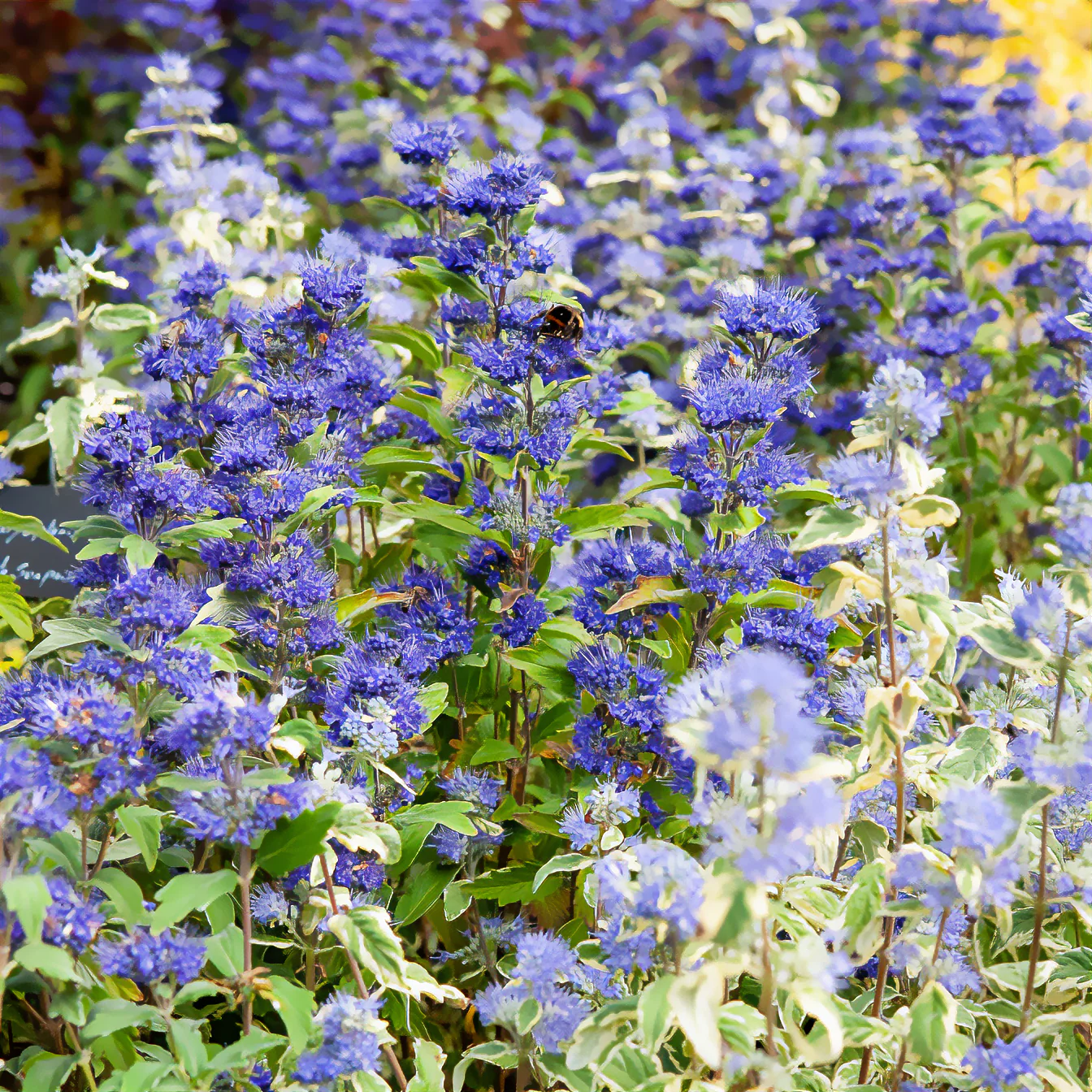Caryopteris Grand Bleu® Inoveris - Image 4