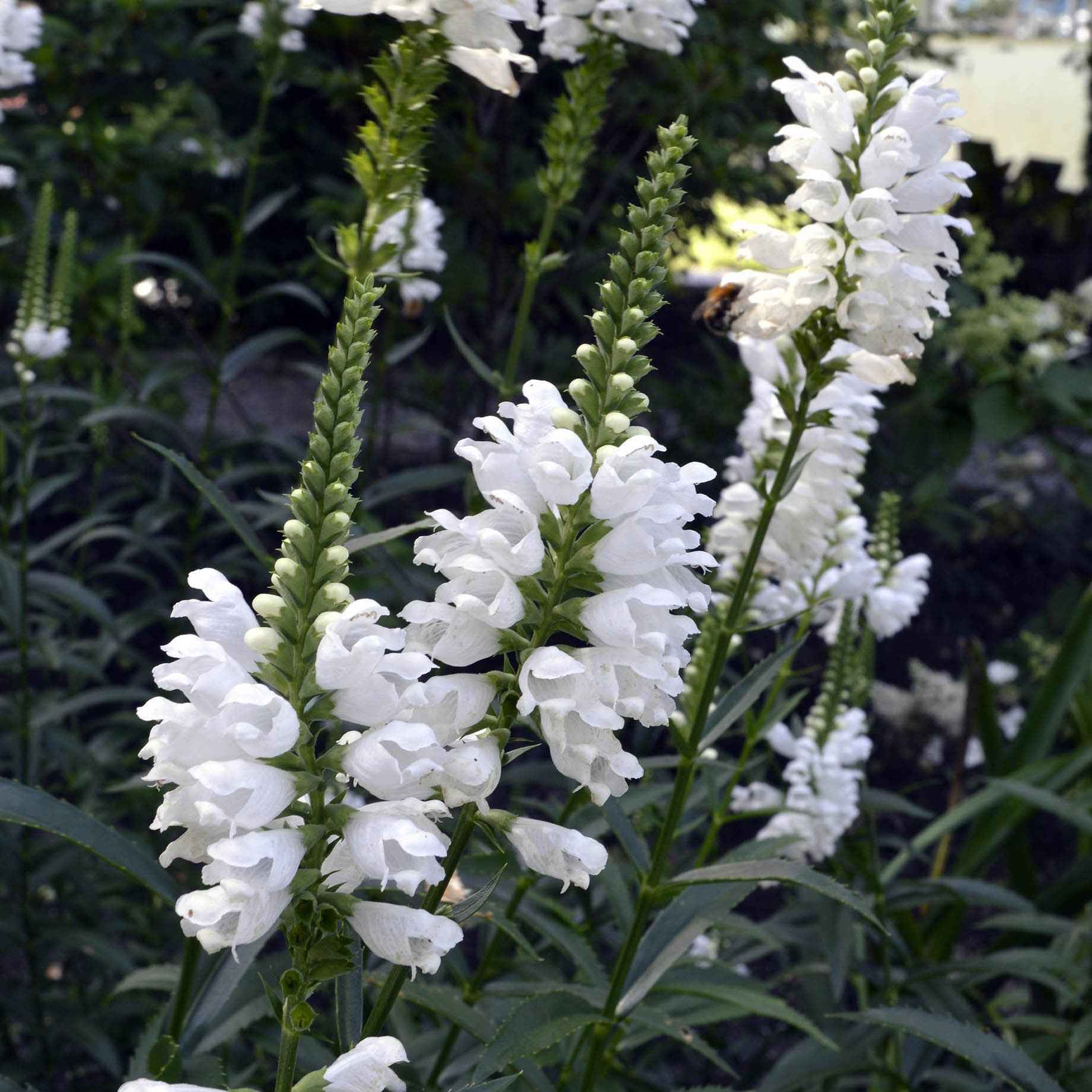 Cataleptique 'Alba'