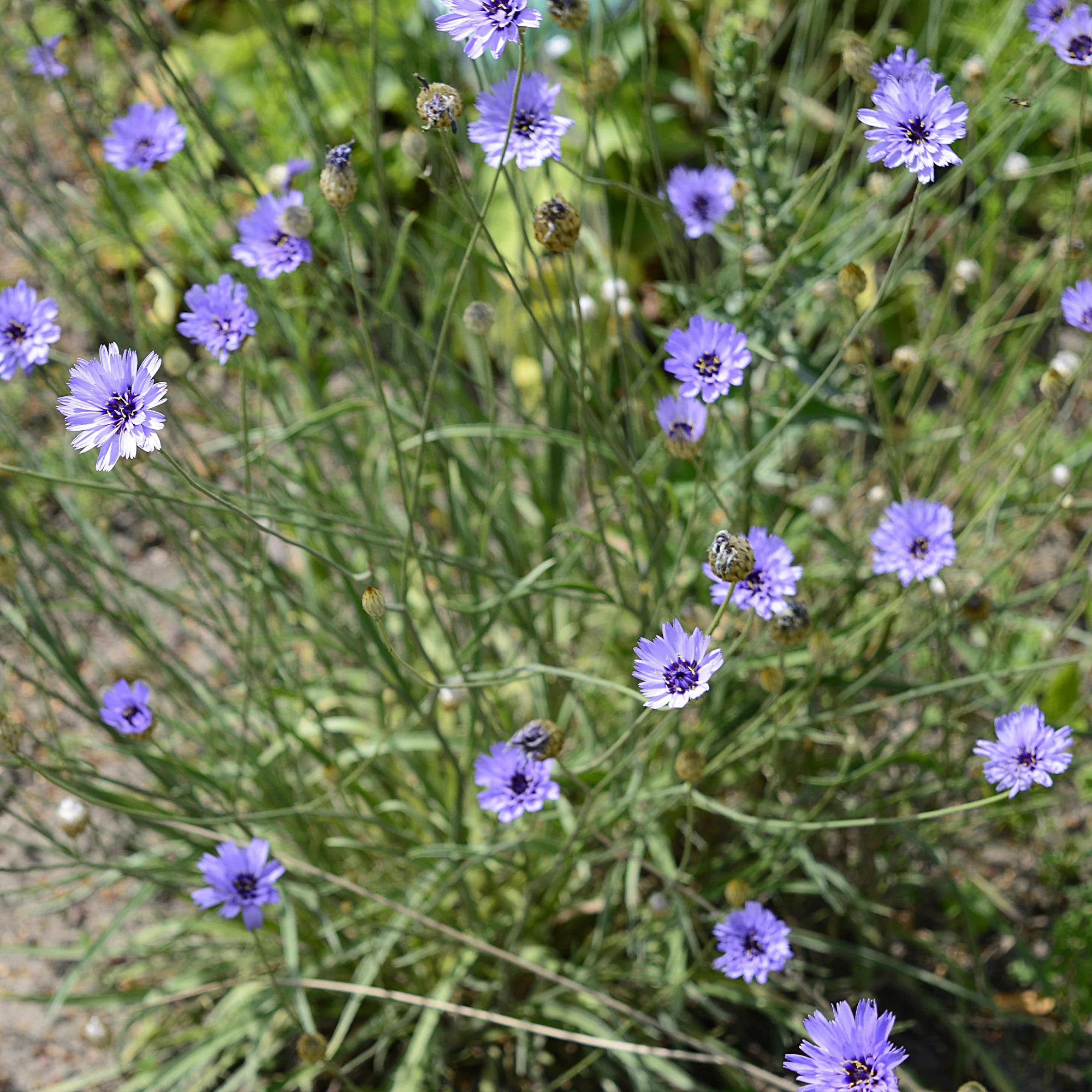 Catananche bleue - Cupidone - Image 3