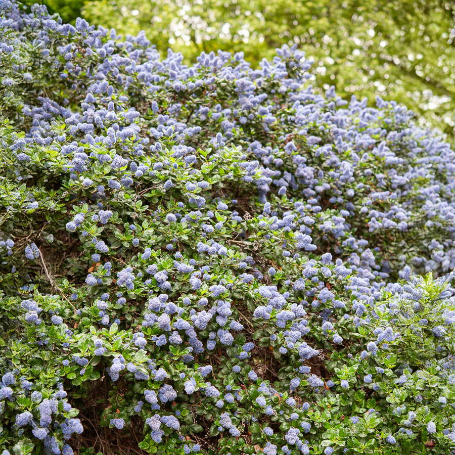 Céanothe Yankee point - Lilas de californie - Image 3