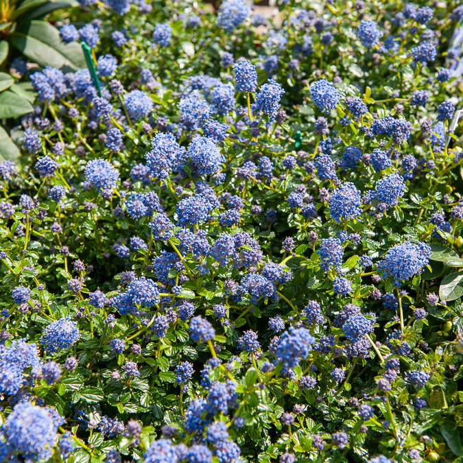 Céanothe repens - Image 2