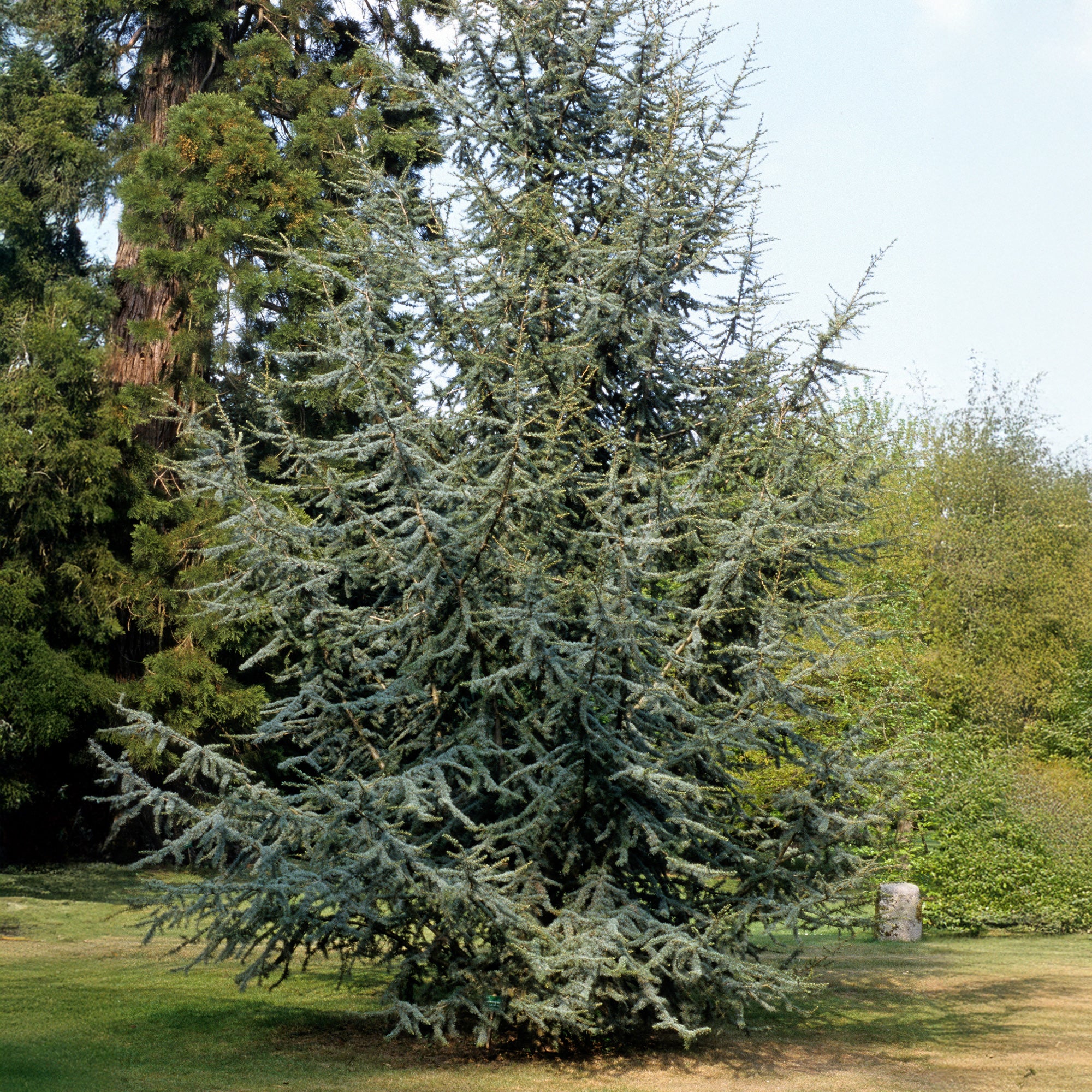 Cèdre bleu de l'Atlas - Image 6