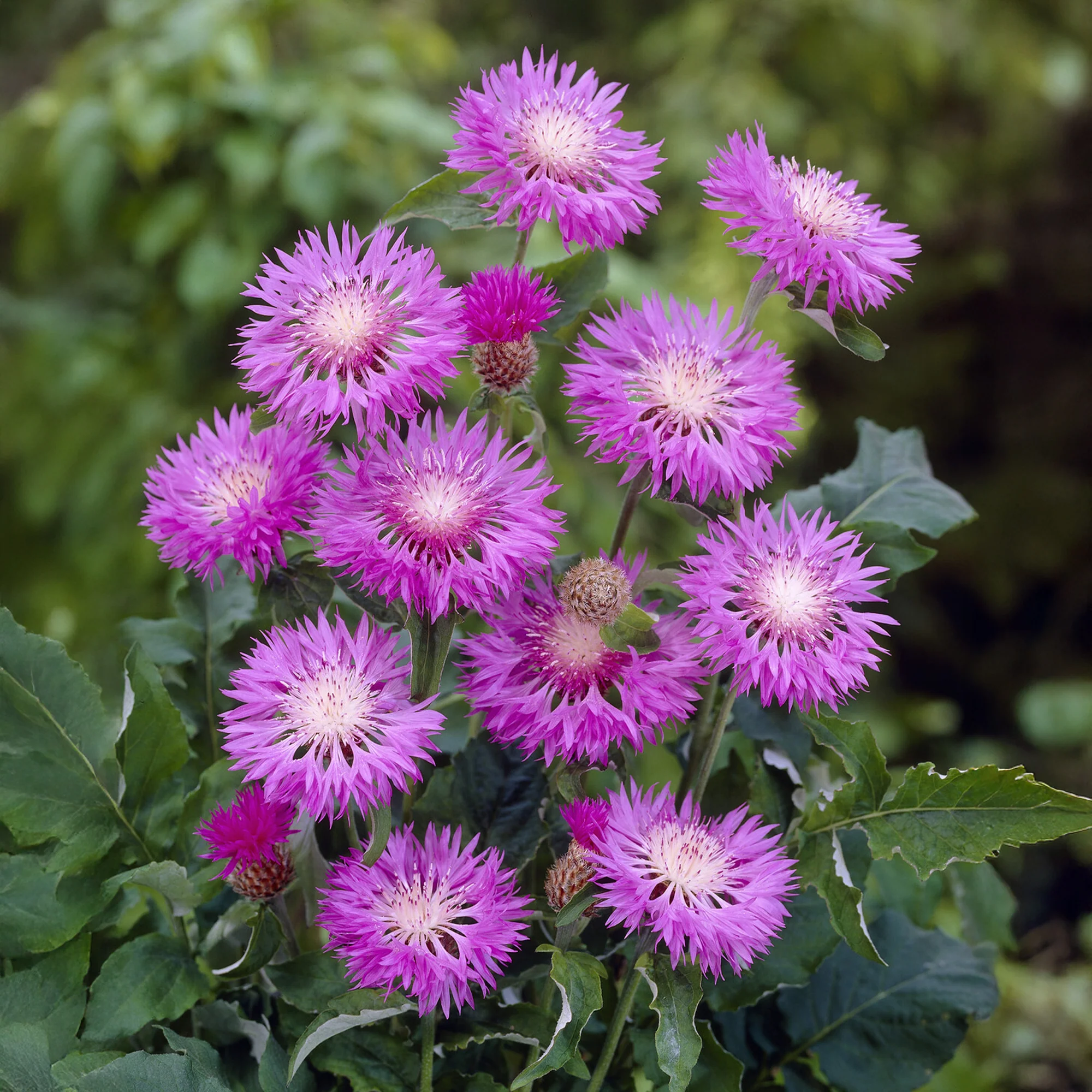 Centaurée rose John Coutts - Image 2