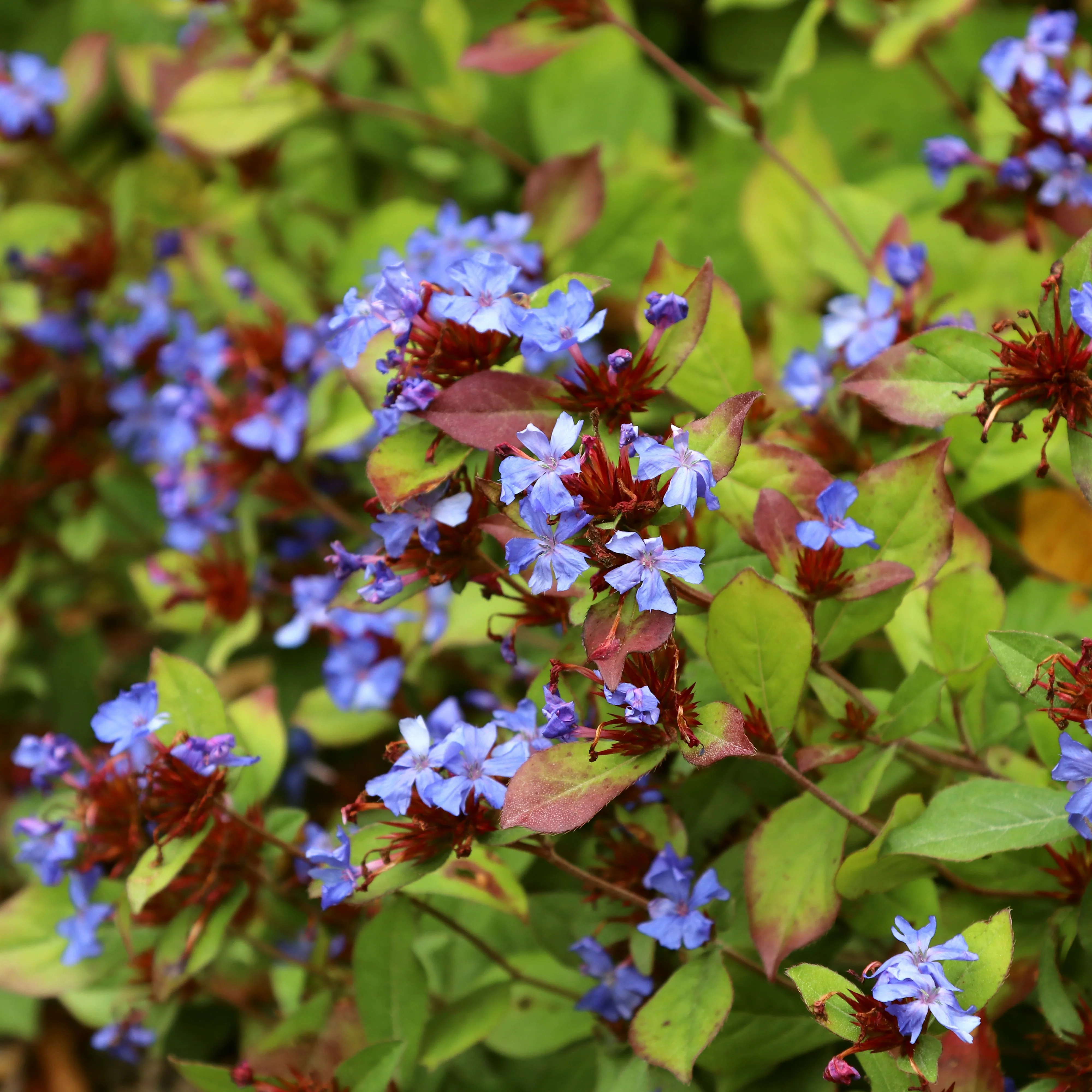 Cerastostigma - Dentelaire bleue - Image 3