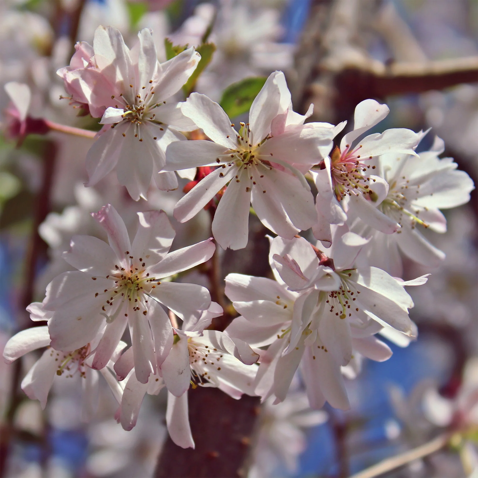 Cerisier à fleurs du Japon Autumnalis Rosea - Image 3