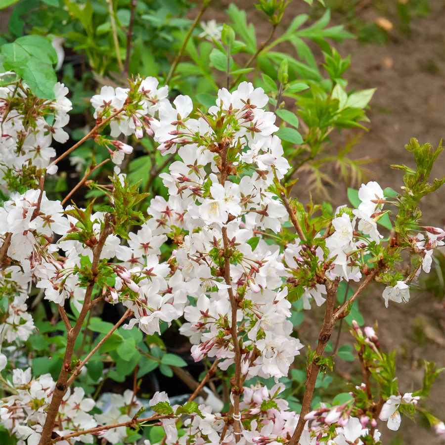 Cerisier à fleurs du Japon Brillant