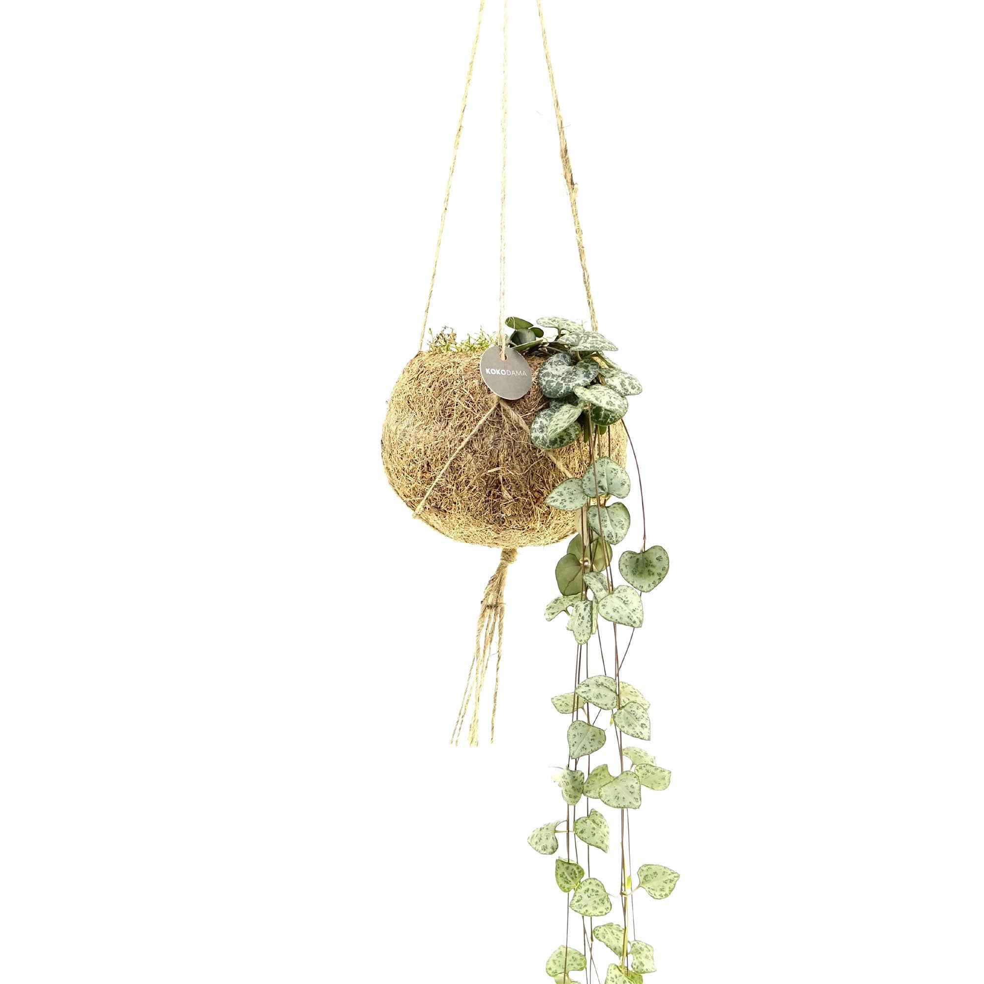 Ceropegia chaîne des cœurs et son pot en fibre de noix de coco - Image 2