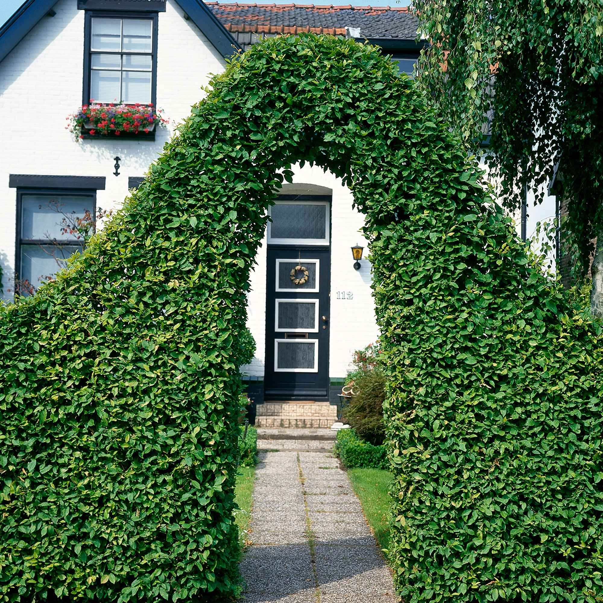 Haie de 10 Charmes - Image 3