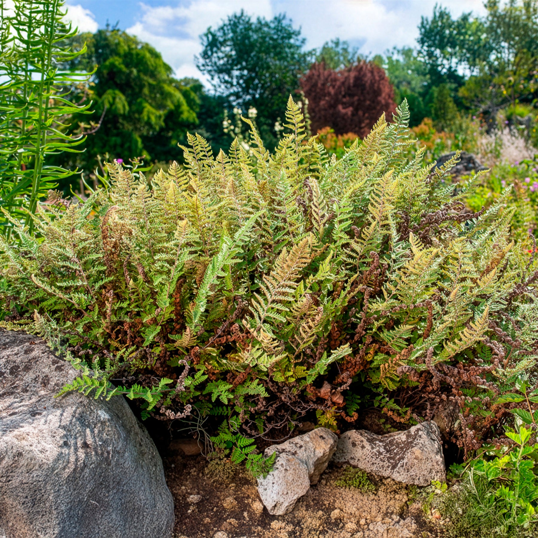 Cheilanthes lanosa - Image 3