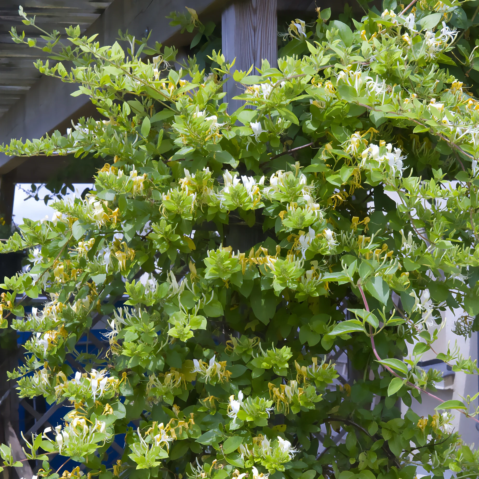 Chèvrefeuille du Japon Halliana