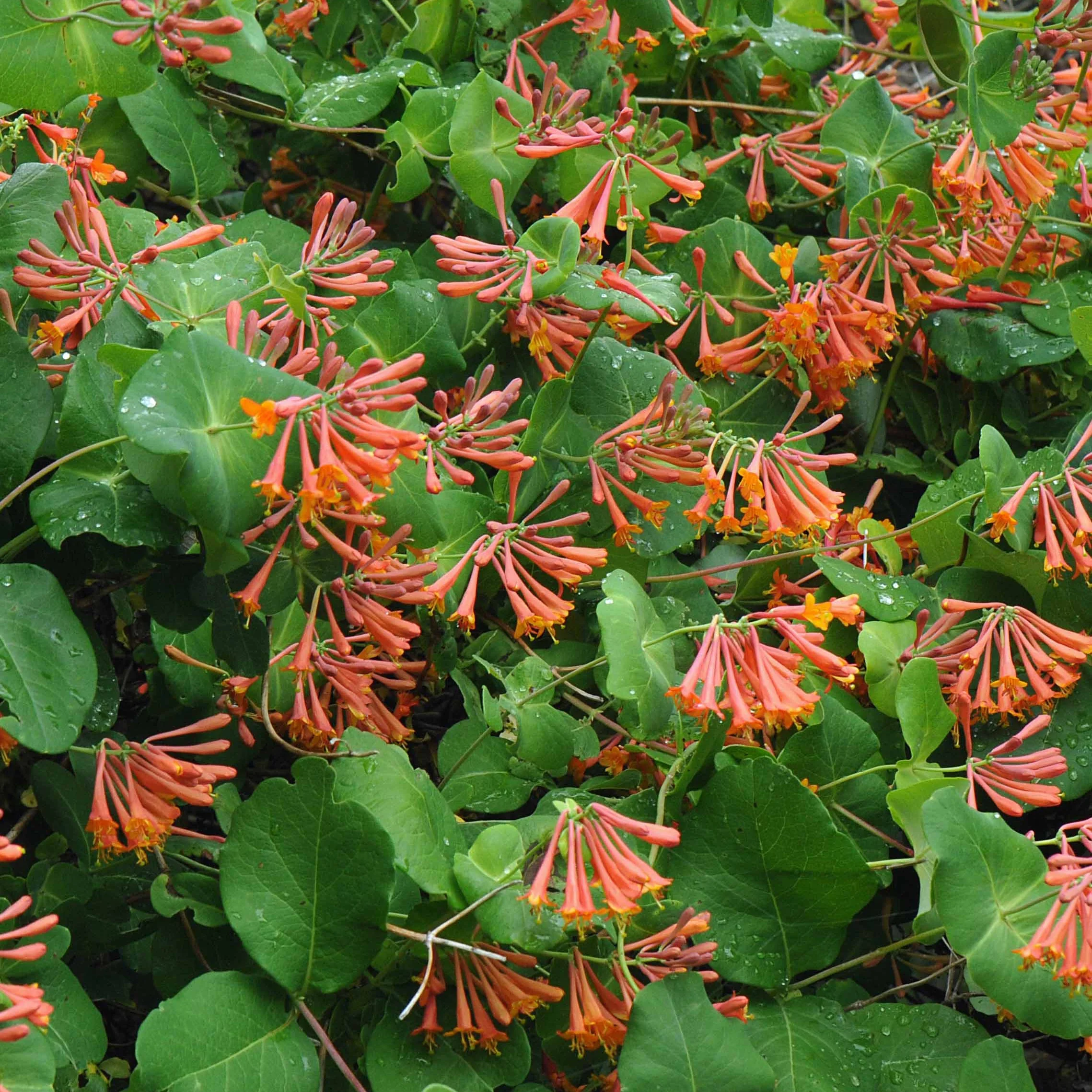 Chèvrefeuille grimpant 'Dropmore Scarlet'