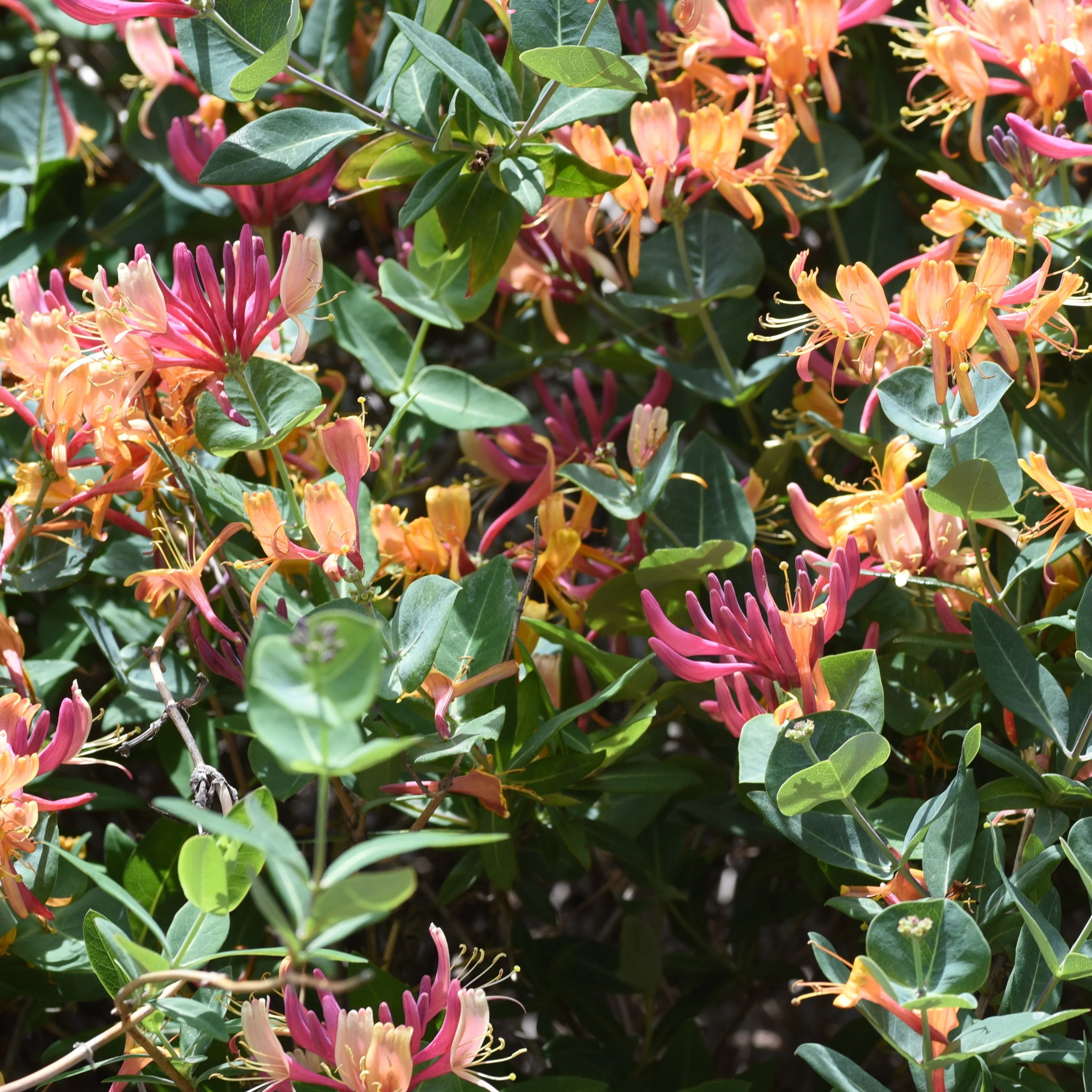 Chèvrefeuille grimpant Goldflame