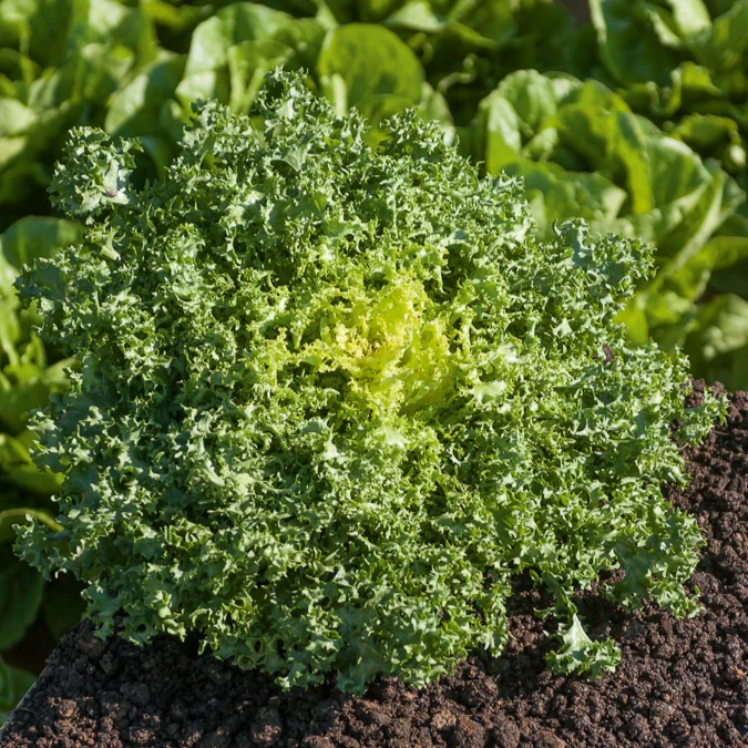 Chicorée frisée De Ruffec - Image 2