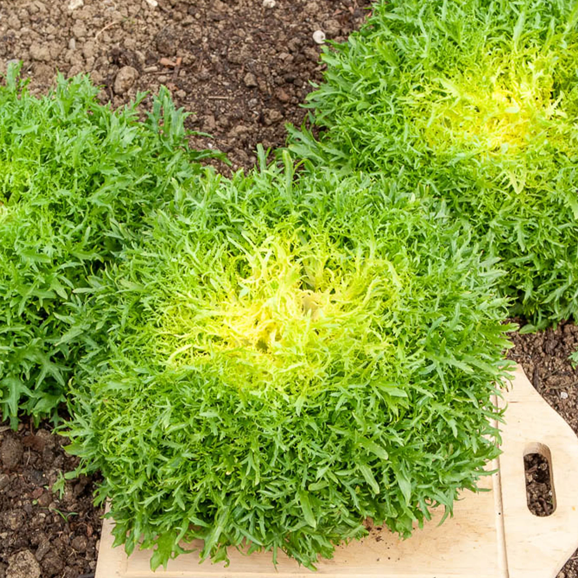 Chicorée frisée Fine de Louviers