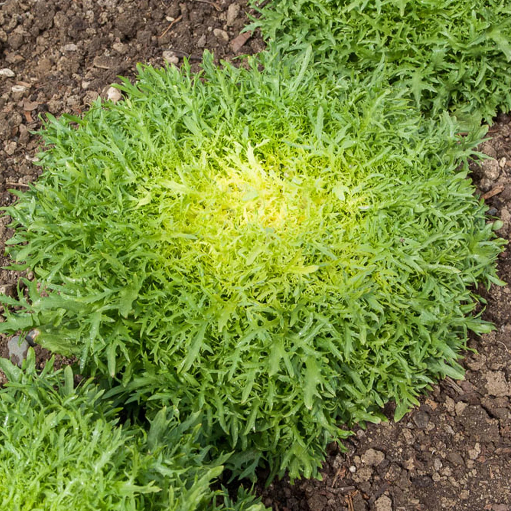 Chicorée frisée Fine de Louviers - Image 2