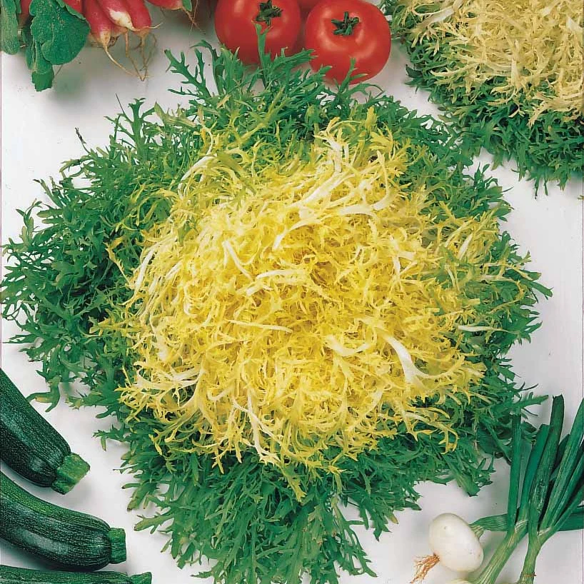 Chicorée frisée Fine de Louviers - Image 3