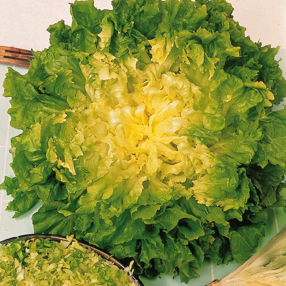 Chicorée scarole Blonde à coeur plein Bio - Image 3