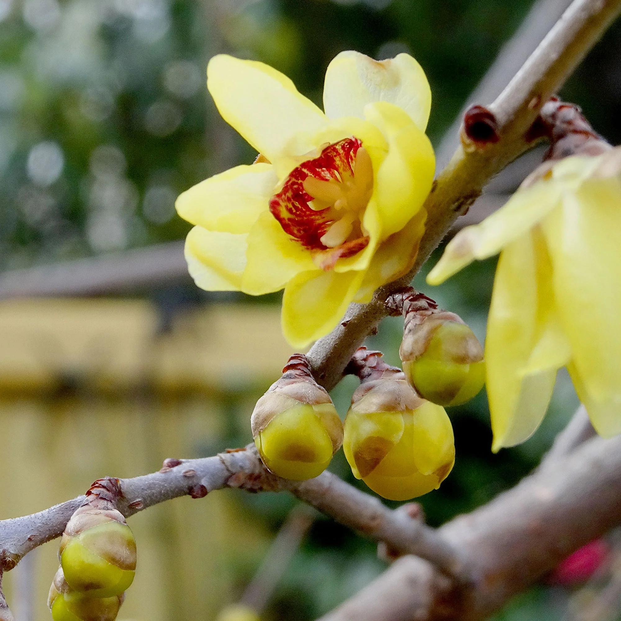 Chimonanthe précoce - Image 3