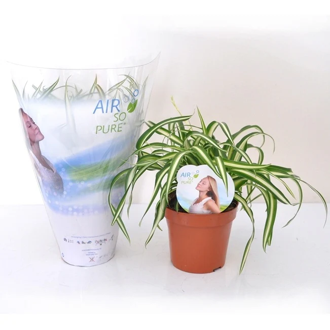 Chlorophytum Atlantic + cache pot blanc 14 cm. - Image 3