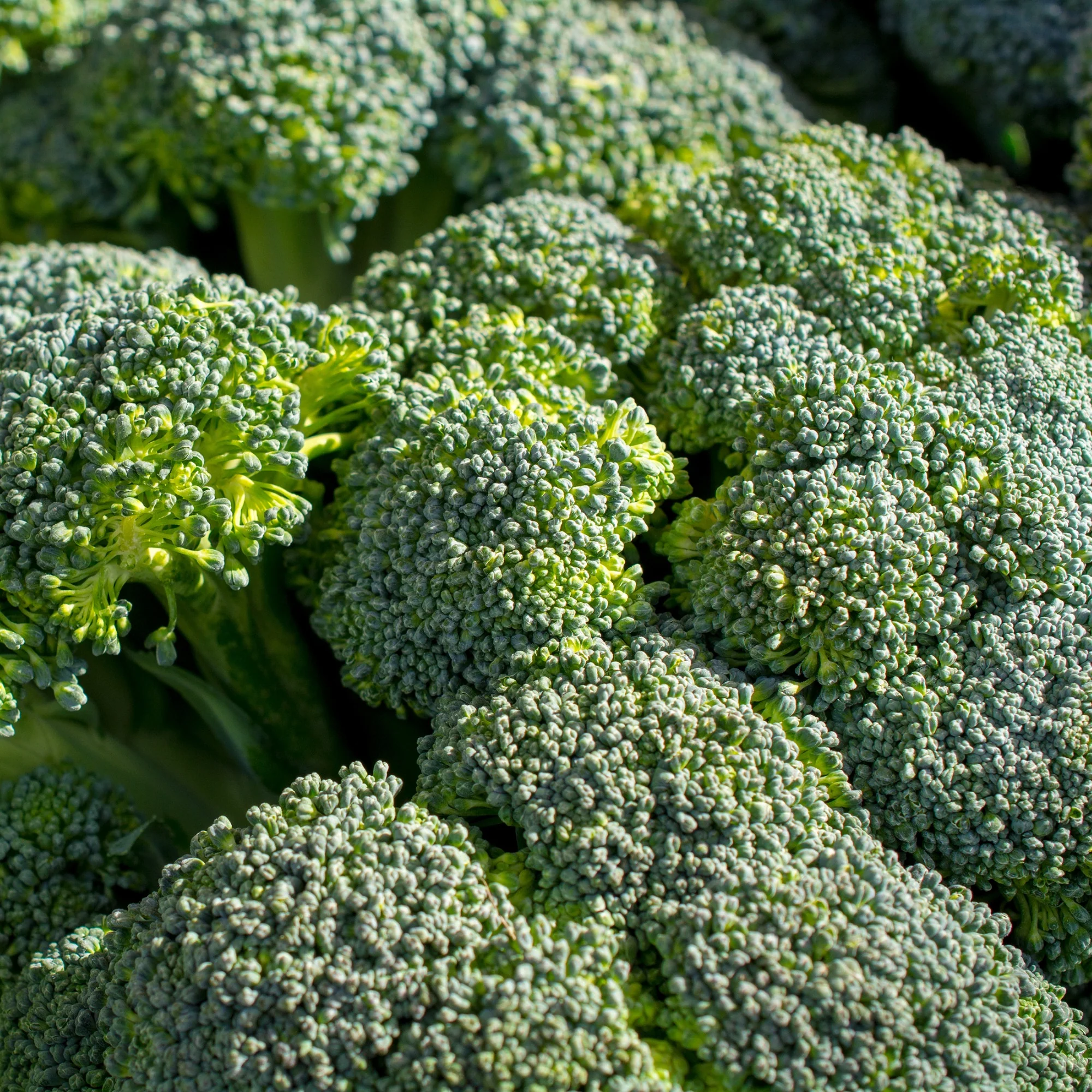 Brocoli Calabrese Natalino Bio - Image 2