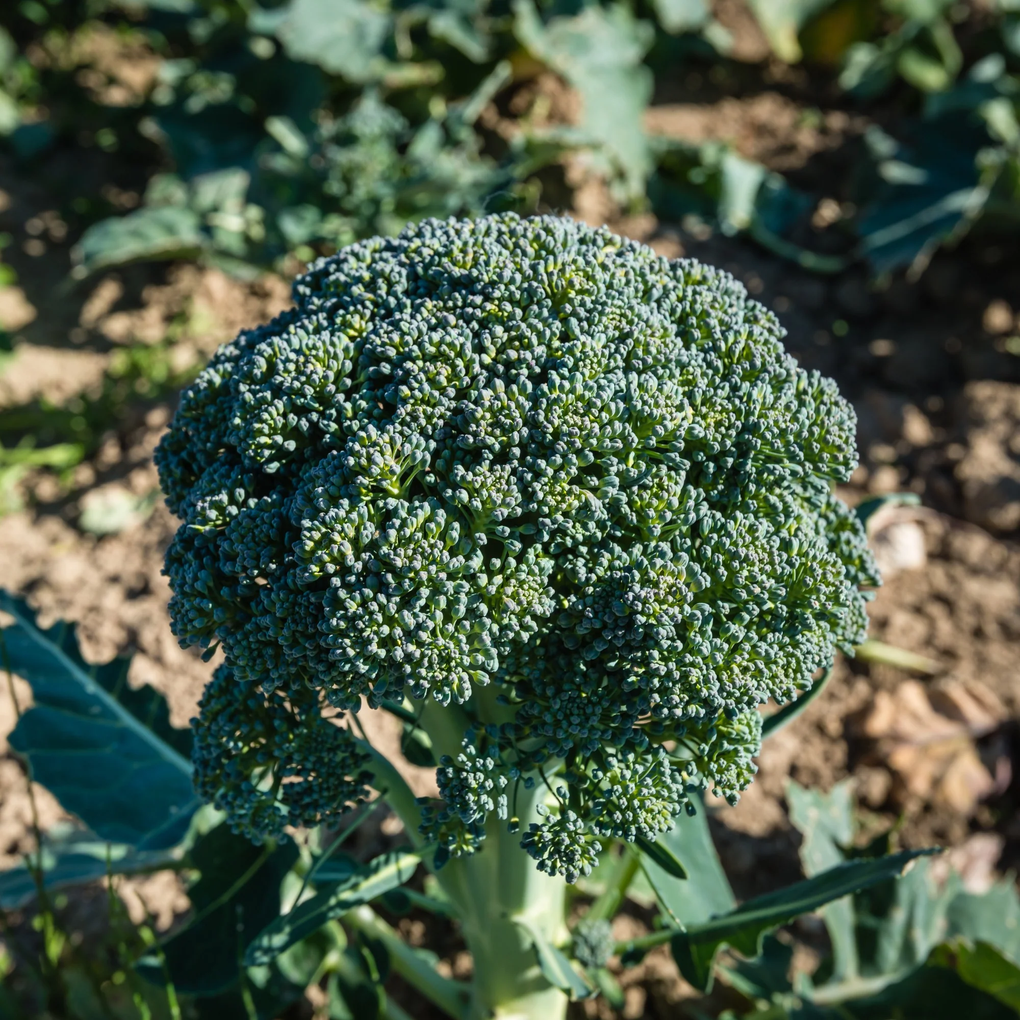 Brocoli Calabrese Natalino Bio - Image 3