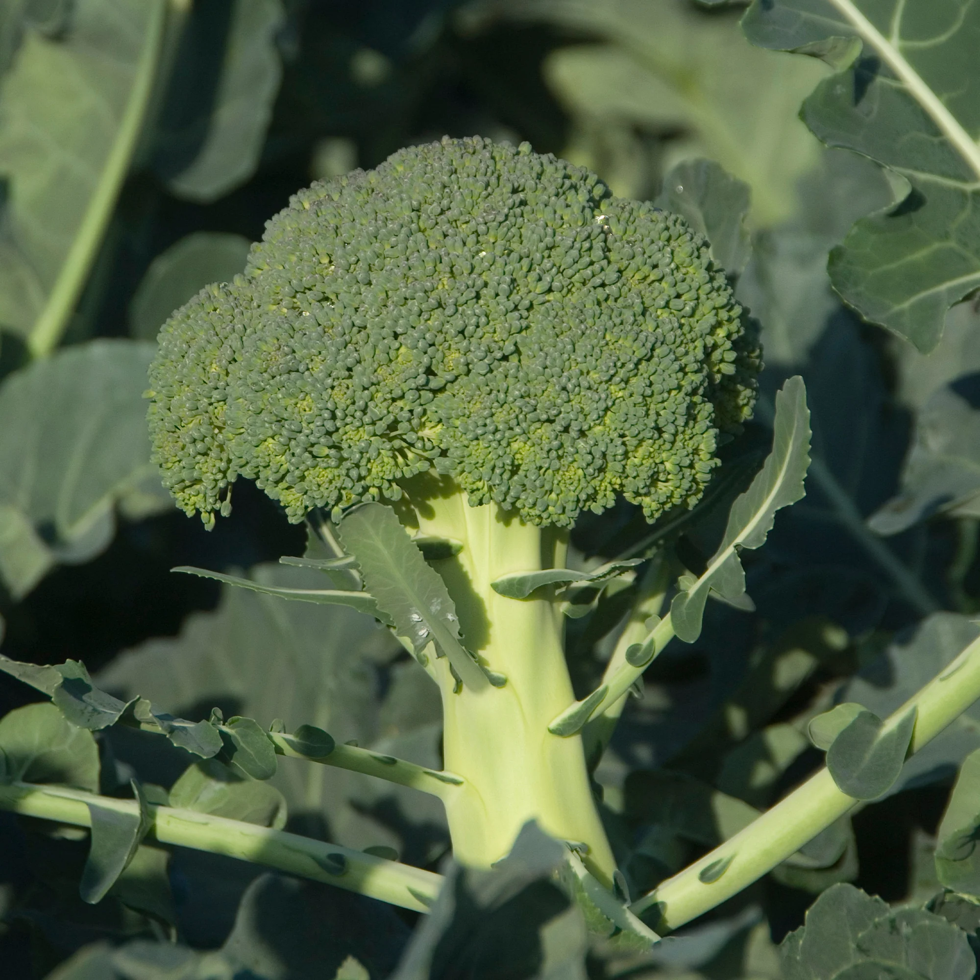 Chou Brocoli 'Calabrese Natalino'