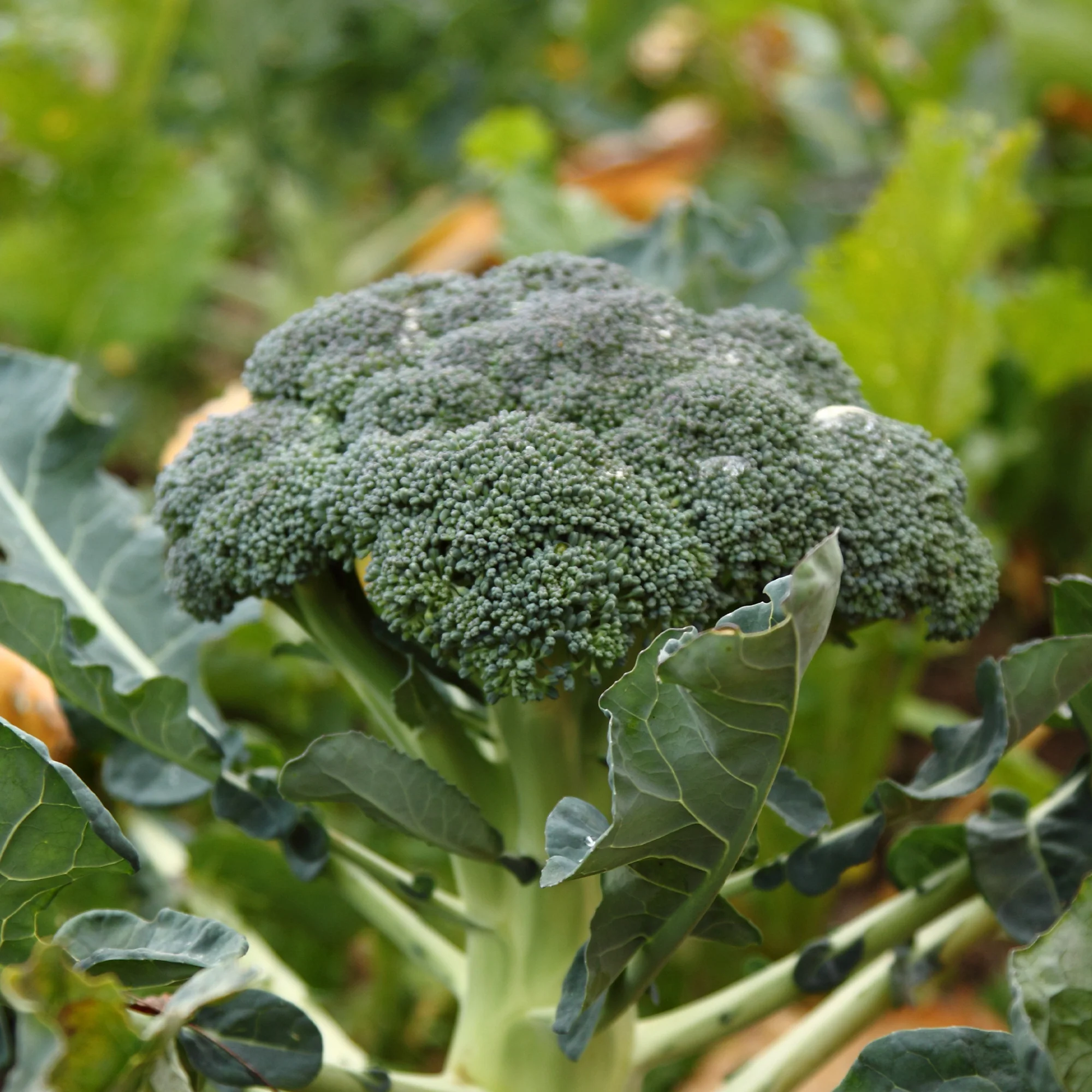Chou Brocoli 'Calabrese Natalino' - Image 2