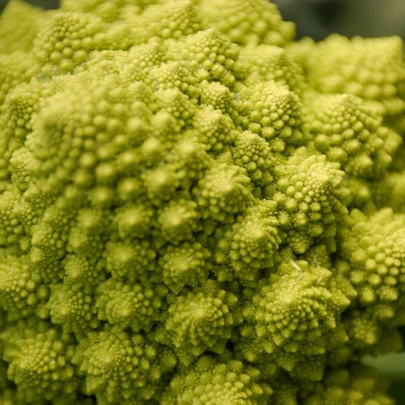 Chou brocoli Romanesco - Image 2