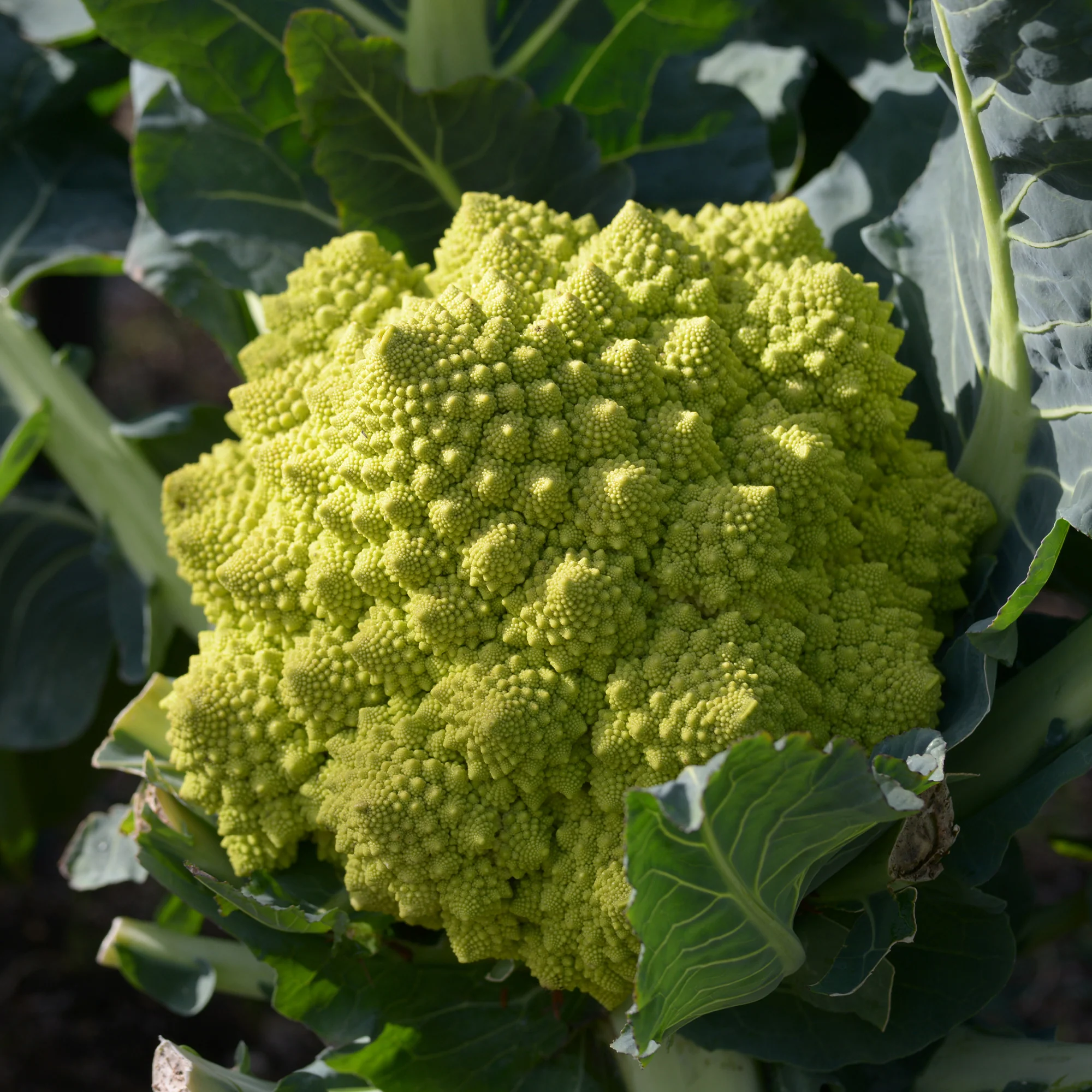 Chou brocoli Romanesco - Image 3