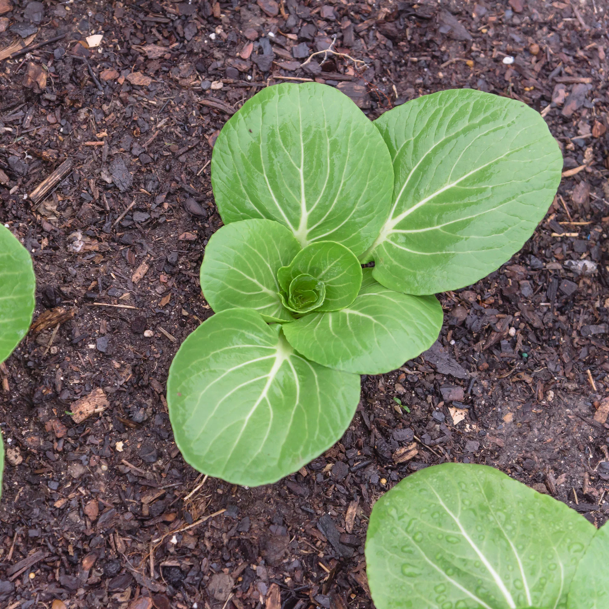 Chou de Chine Pak-choi Green Fortune F1 - Image 2