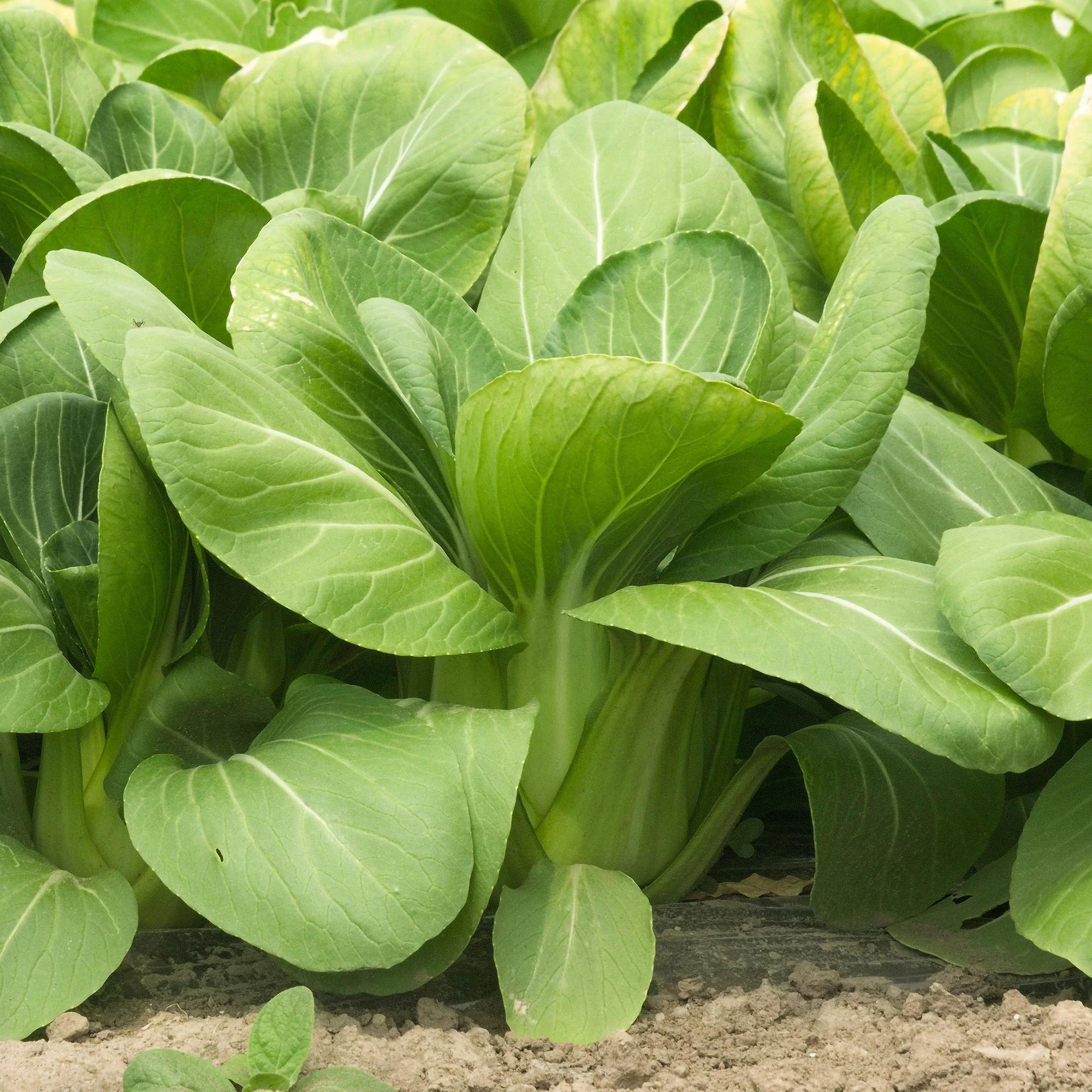 Chou de Chine Pak-choi Green Fortune F1 - Image 4
