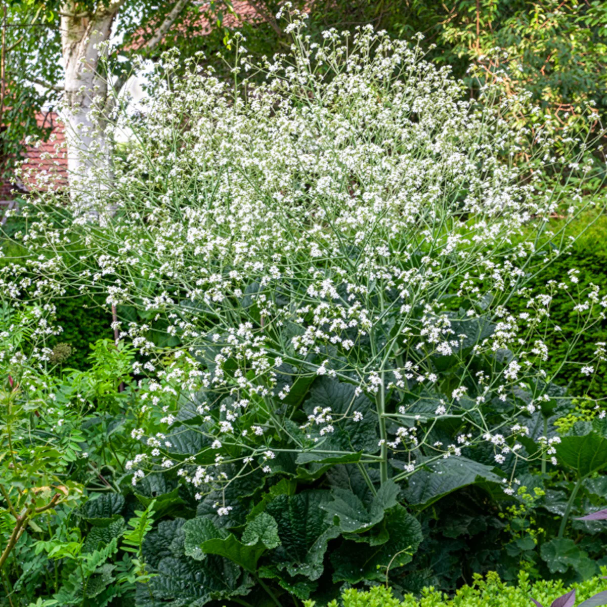 Chou nuage blanc - Crambe - Image 2
