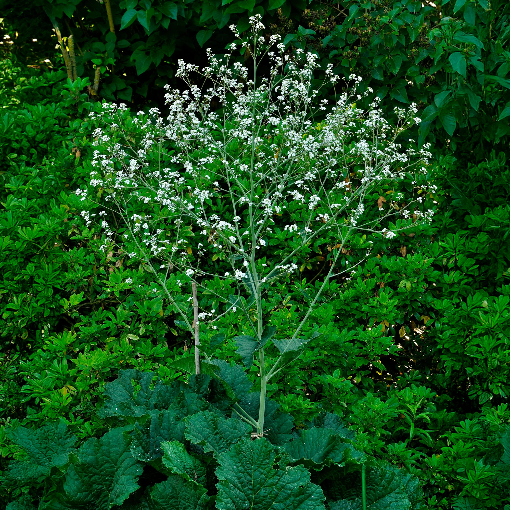 Chou nuage blanc - Crambe - Image 3