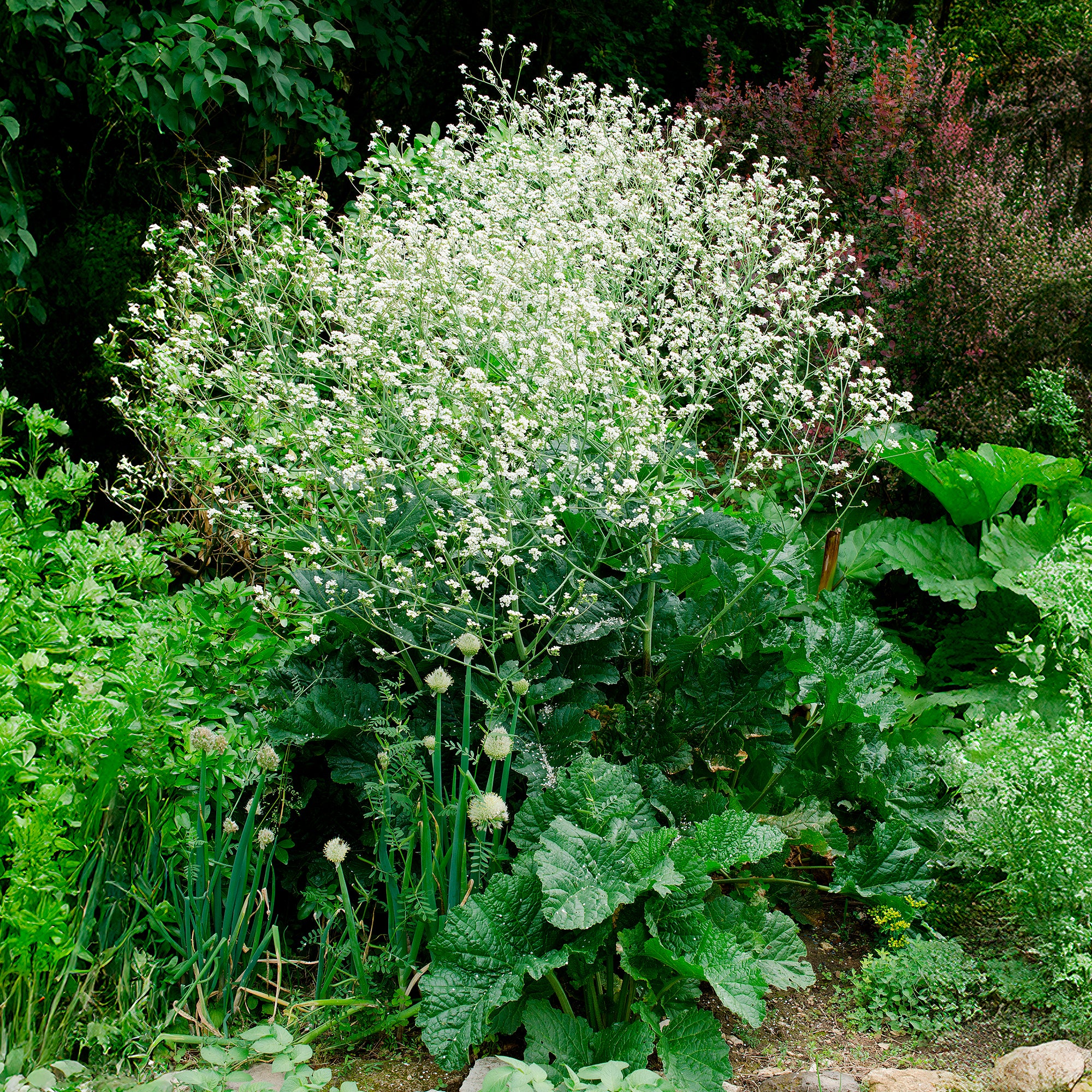 Chou nuage blanc - Crambe - Image 5