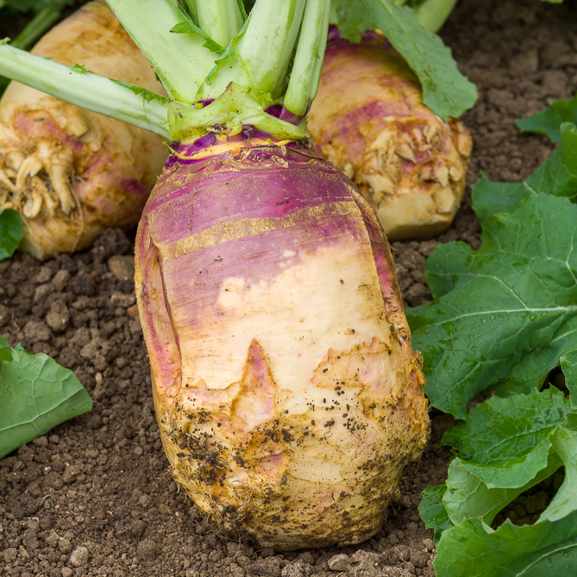 Chou rutabaga Champion jaune à collet rouge - Image 2