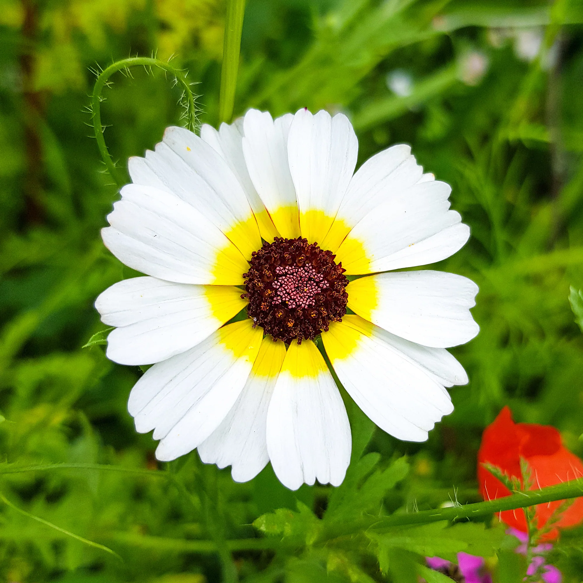 Chrysanthème à carène Polar Star