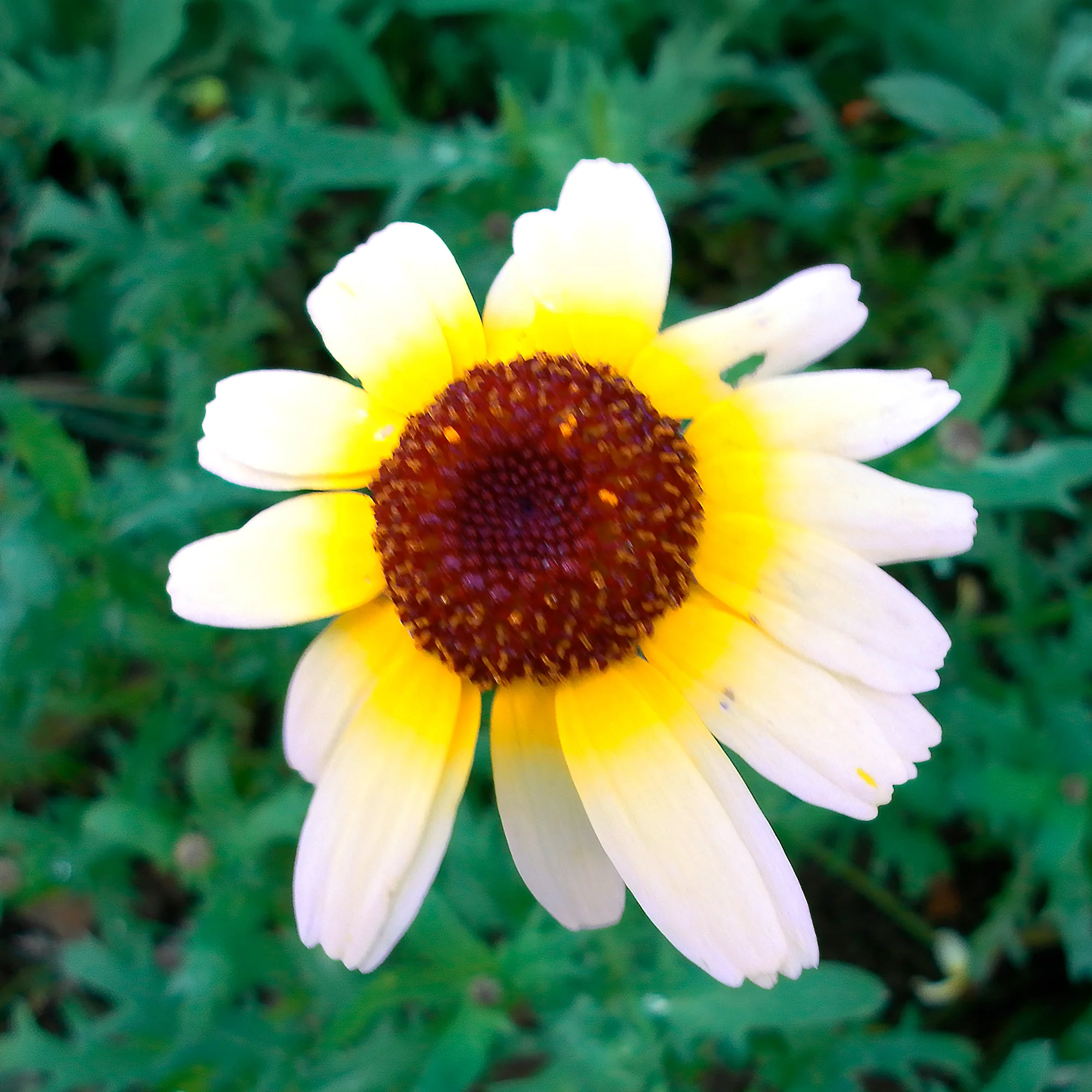 Chrysanthème à carène Polar Star - Image 2