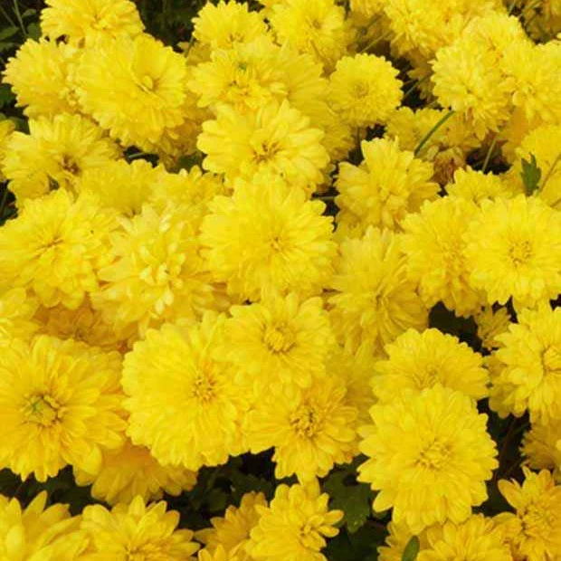 Chrysanthème des jardins Citronella