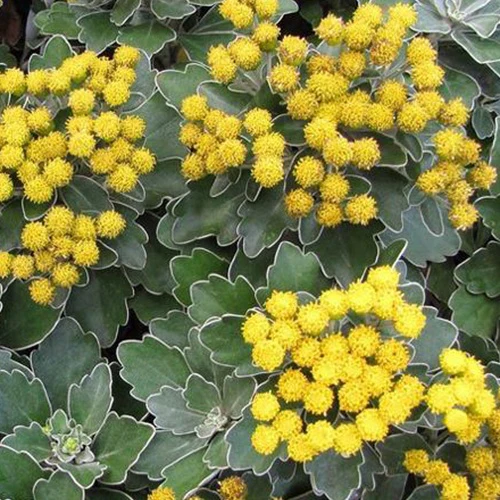 Chrysanthème du Pacifique Bengo Gold