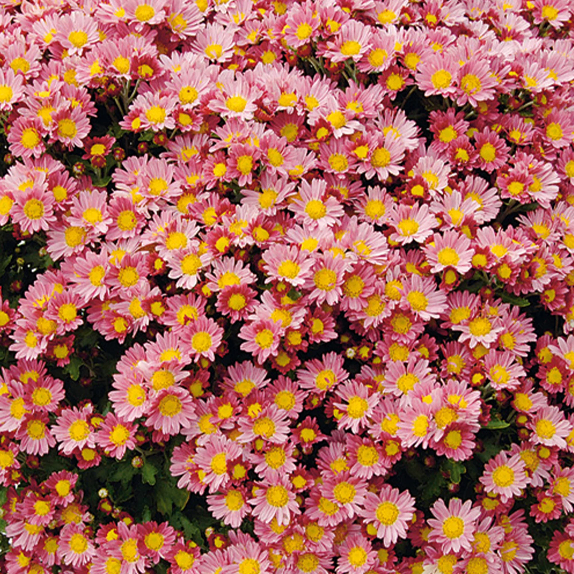 Chrysanthème du Pacifique Bengo Rosa
