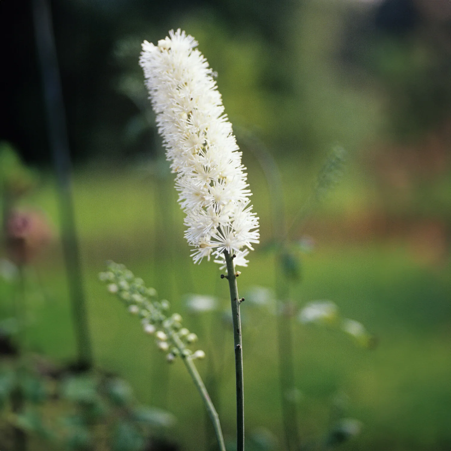 Cierge d'argent Bugbane - Image 2