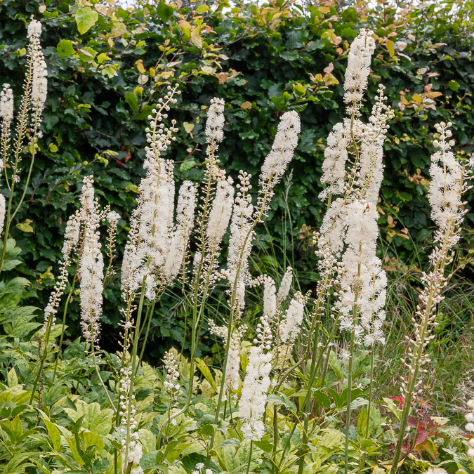 Cierge d'argent Bugbane - Image 3